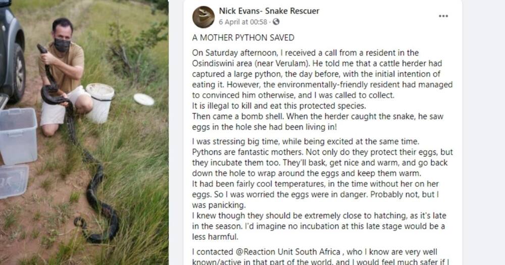Snake catcher Nick Evans has rescued a massive python and explains why people should not eath them. Image: Facebook