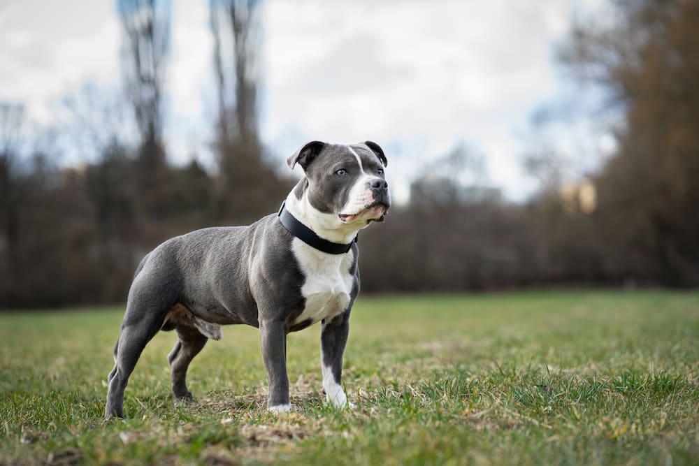 A Staffordshire Bull Terrier