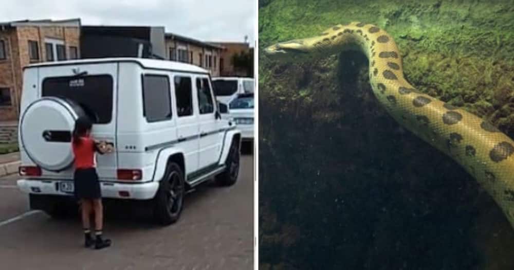 Video of Curro students with wealthy parents and large snake swimming