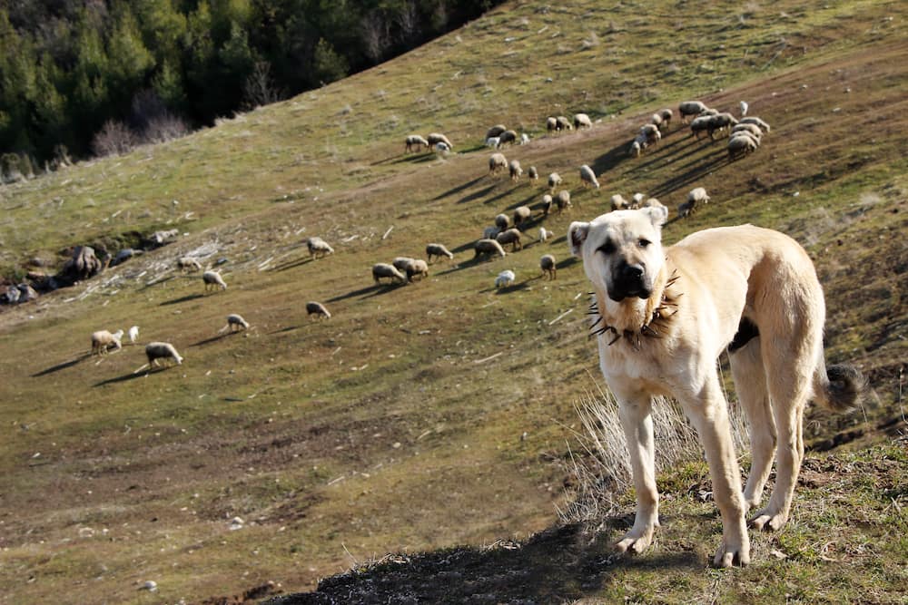 What is a Kangal dog