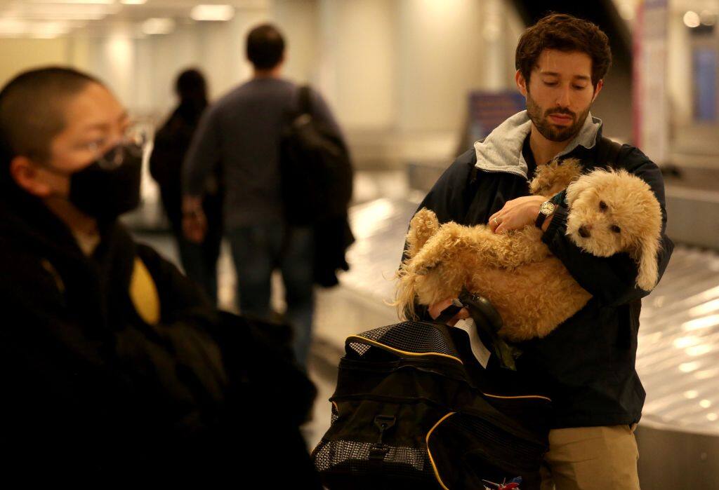 Couple Demand Refund From Airline After Sitting Next to Gassy, Snorting Dog for 13-Hour Flight