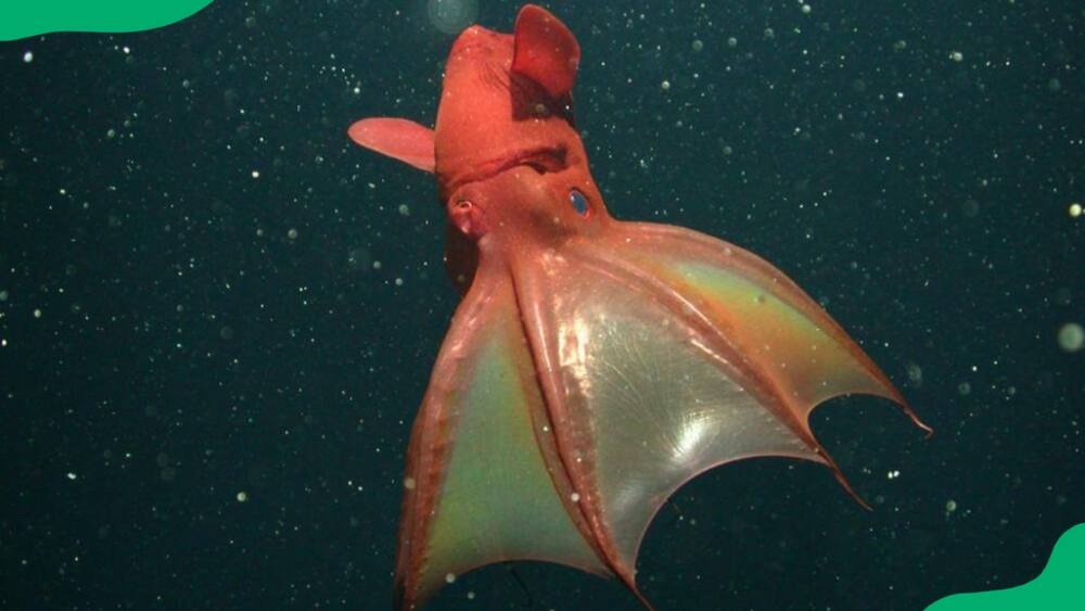 Vampire squid swimming in the deep ocean