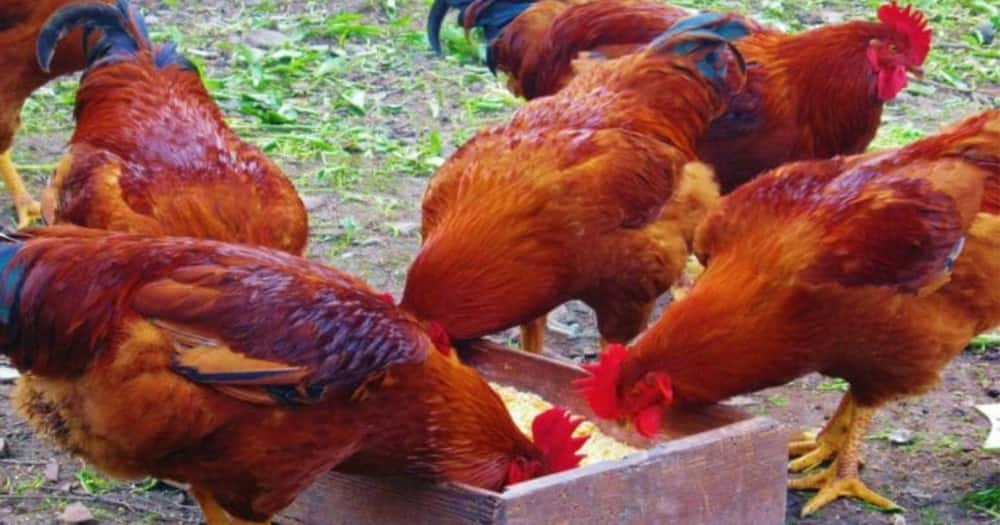 Organic chickens, science, marijuana