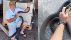 Mzansi snake rescuer catches massive 2.9m black mamba in a tree, social media users applaud his bravery