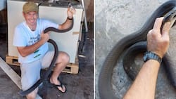 Mzansi snake rescuer catches massive 2.9m black mamba in a tree, social media users applaud his bravery