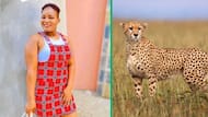 Viral TikTok video shows woman spotting cheetah while jogging, leaves viewers astonished