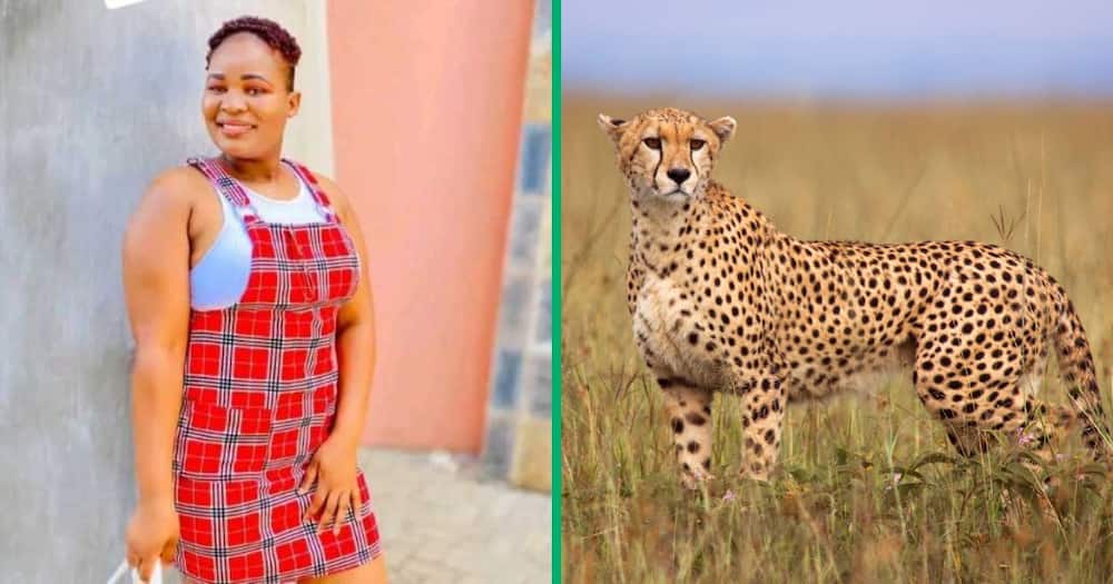 A TikTok video shows a woman spotting a cheetah while jogging.