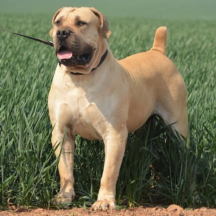 South African Boerboel: reasons why every homeowner should buy this dog ...