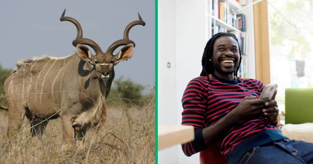 A kudu attacked a man who was trying to tease it and South Africans laughed at him