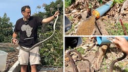 Nick Evans rescues a black mamba in a complex in Queensburgh, he shared the details on his social media platforms