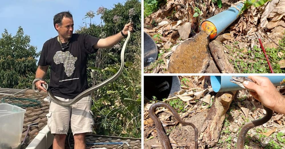 Nick Evans rescues a 2.5m snake