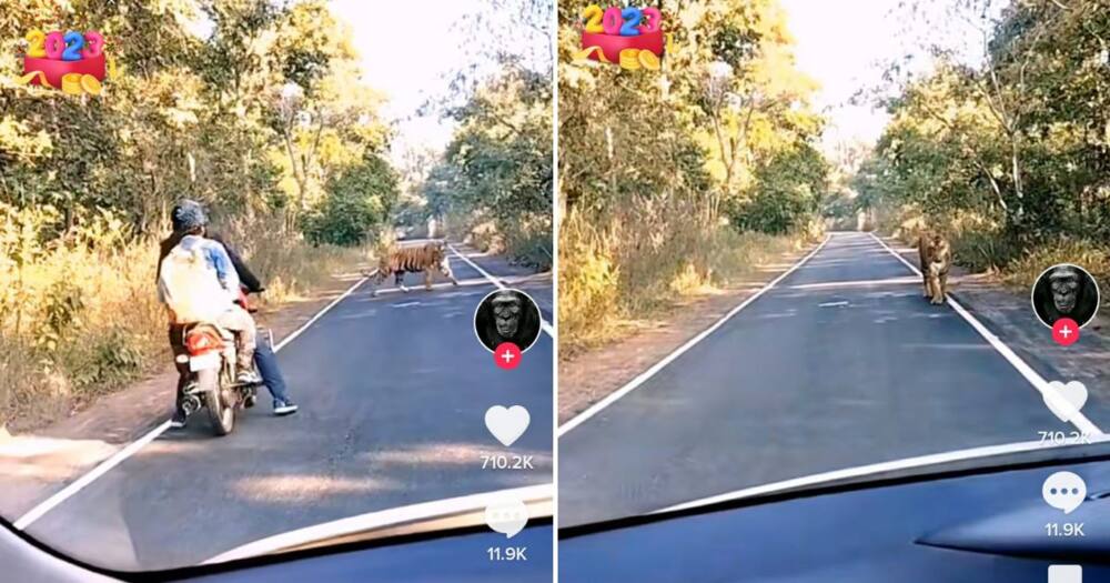 South African driver saves two bikers from a roaming tiger