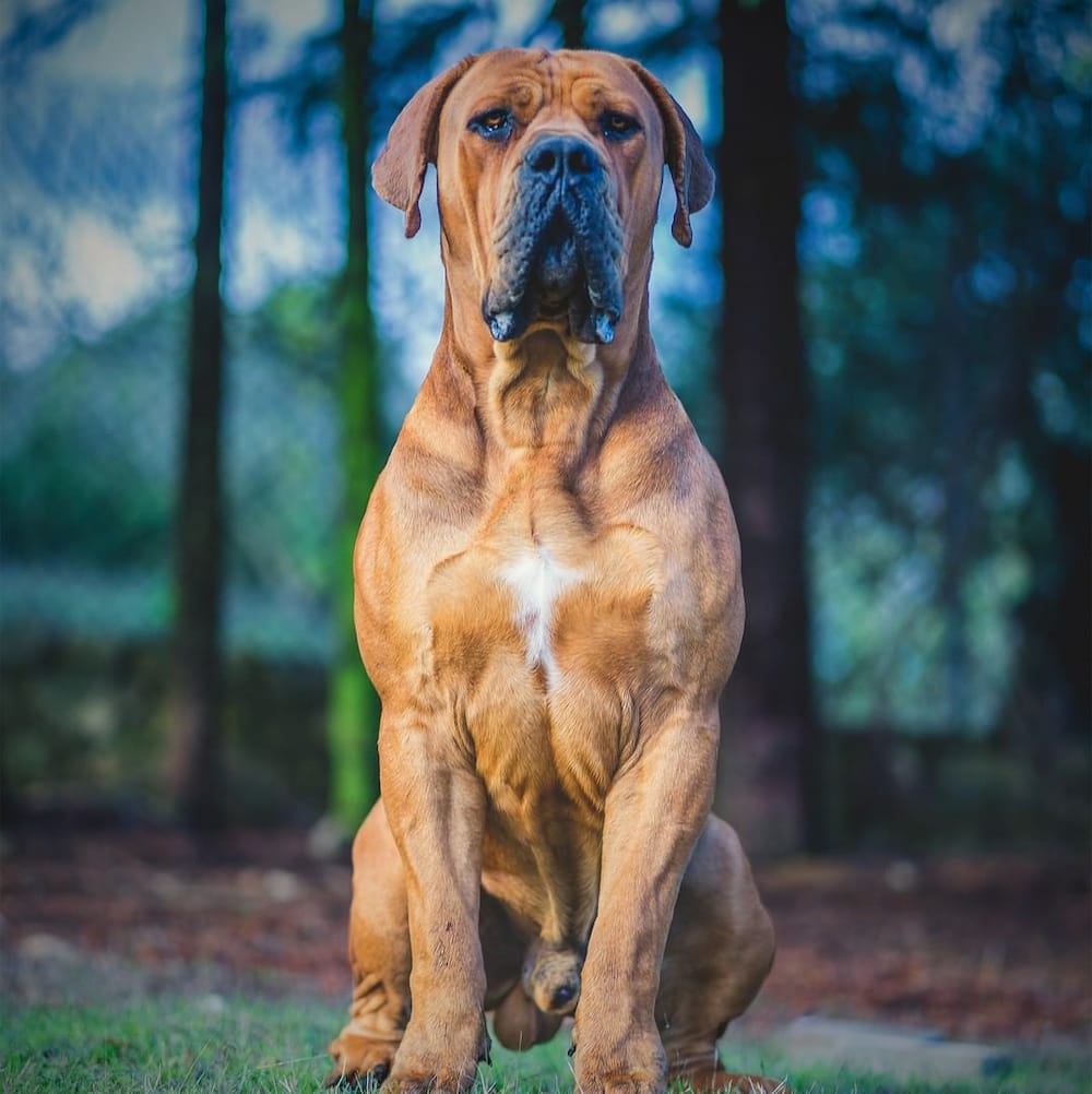 South African Boerboel Female