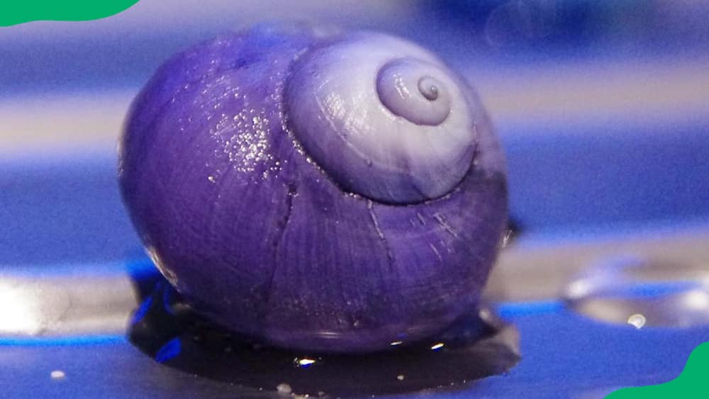 Violet sea snail in an ocean