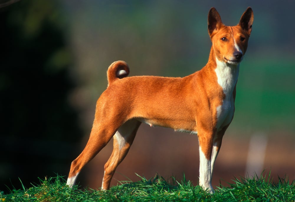 Basenji, African Barkless Dog