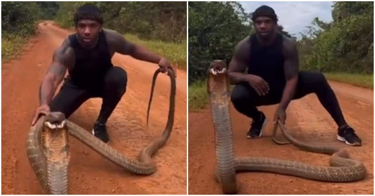 Fearless Man Plays with Giant King Cobra; Faces Snake as It 'Chases