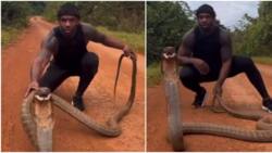 Fearless man plays with giant king cobra; faces reptile as it strikes in viral video; peeps go gaga