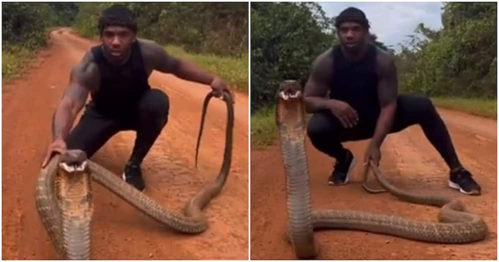 Fearless man plays with giant king cobra.