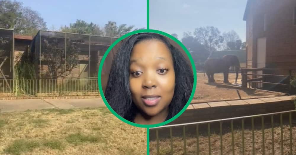 Pretoria Zoo, Mzansi, TikTok video, animals