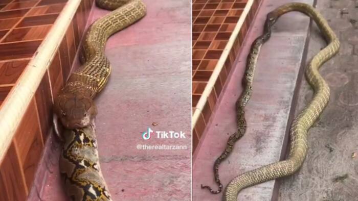 Giant snake swallows another huge snake and gets 2M TikTok views, peeps convinced cannibal snake is king cobra