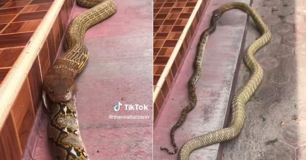 Snake eating another one ghost TikTok viral