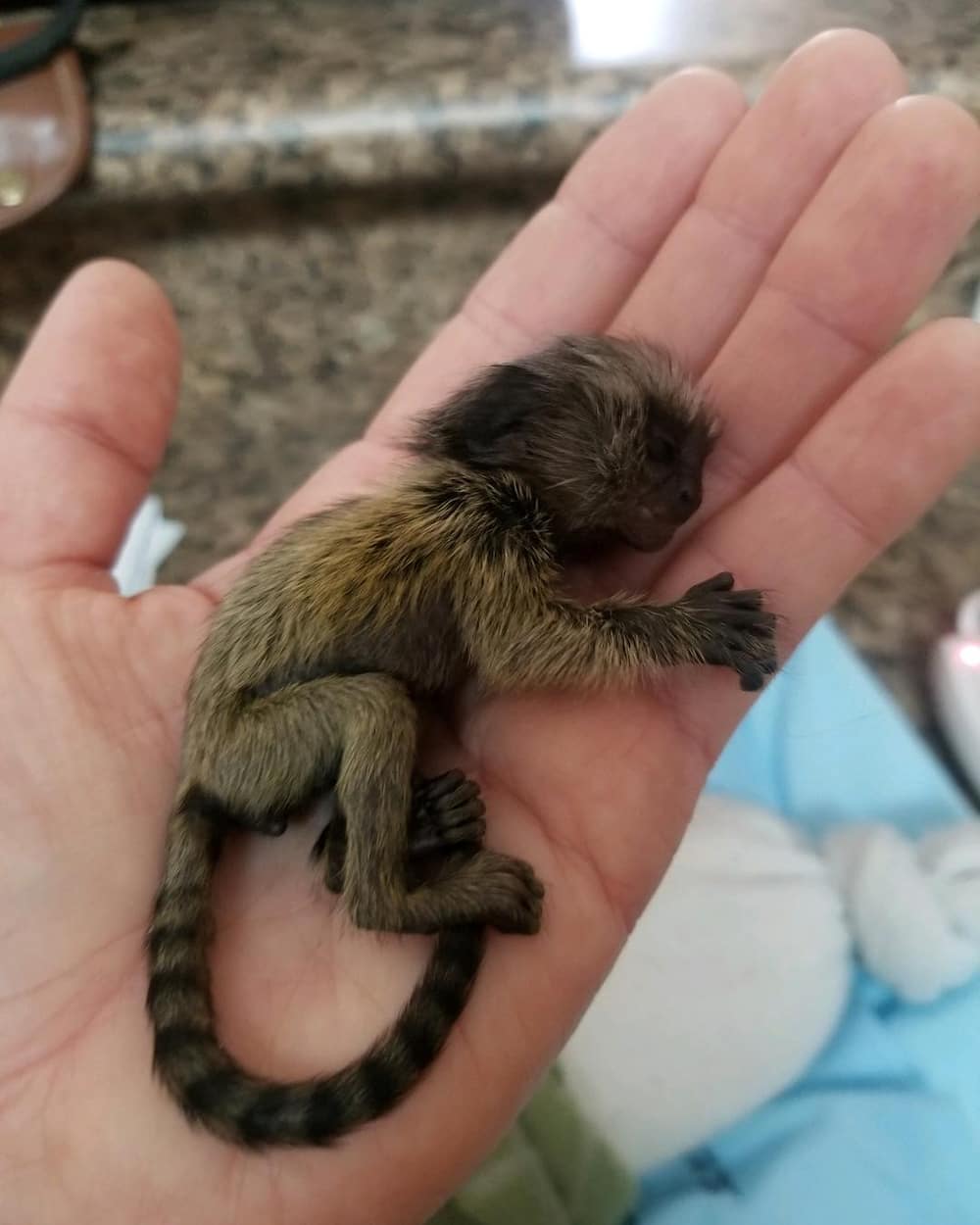 finger-monkey-pet-price-marmoset-monkey-marmoset-monkey-weird-animals