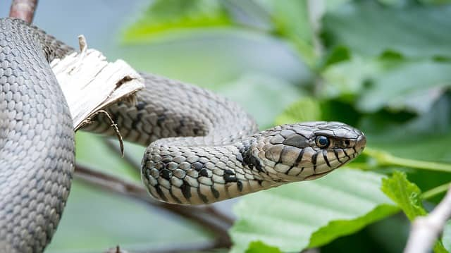 Snakes of South Africa identification