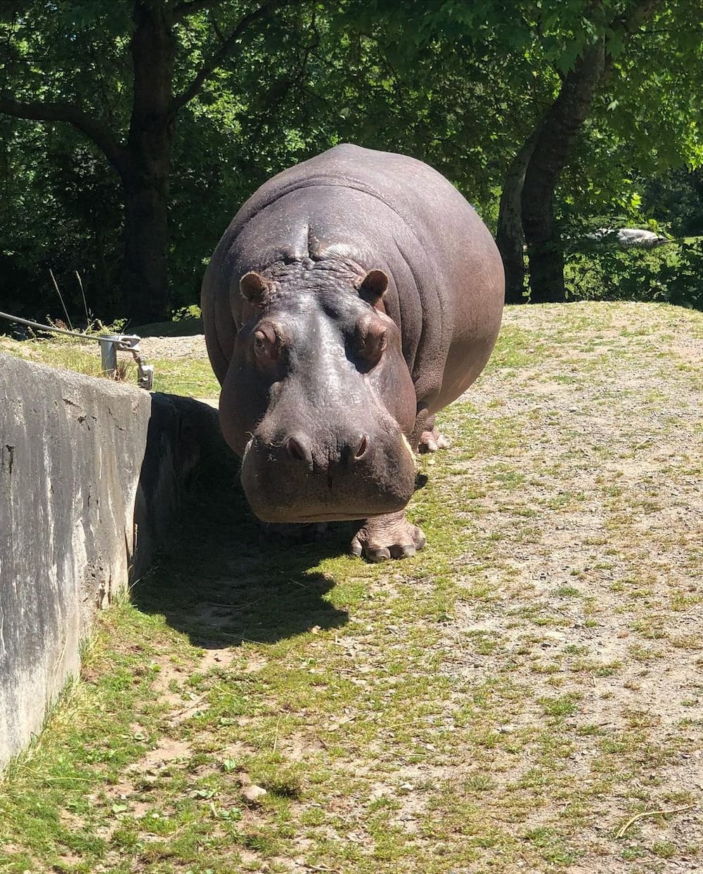 What is the meanest animal in the world?