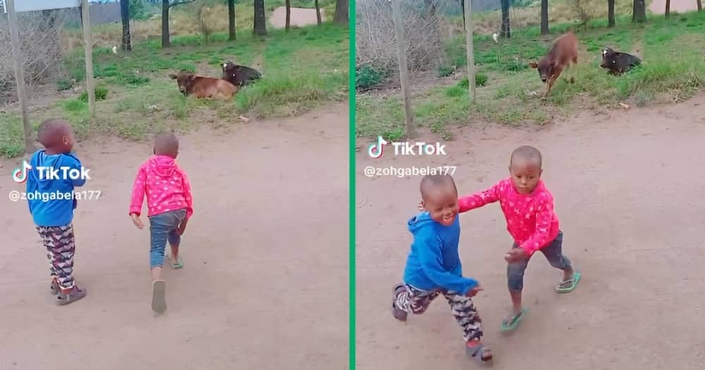 Two playful kids were chased by a cow in a TikTok video