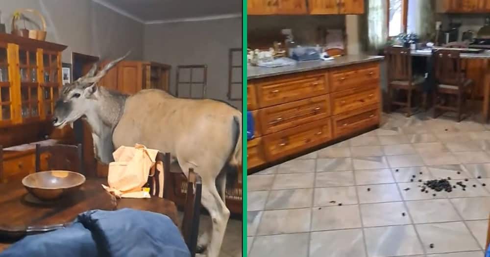 Eland visits woman's home in video