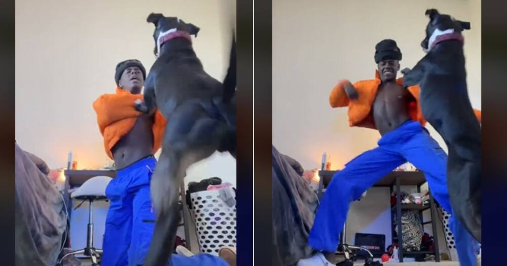Man fights his pitbull in TikTok video