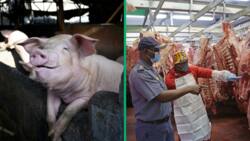 African swine fever breaks out in Western Cape, SA predicts meat price hike due to incurable disease