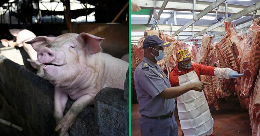 Western Cape Africa Swine Fever outbreaks