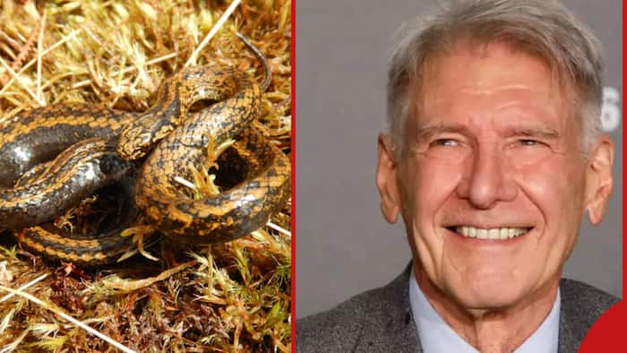 Snake named after legendary ‘Indiana Jones’ star Harrison Ford: “I don’t understand why”