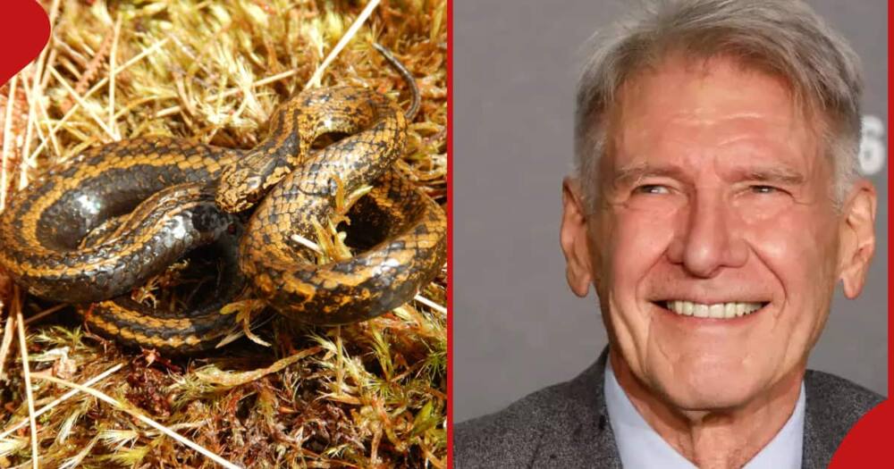 Harrison Ford: A new snake species has been named after the Hollywoord actor famed for Indiana Jones movie franchise.