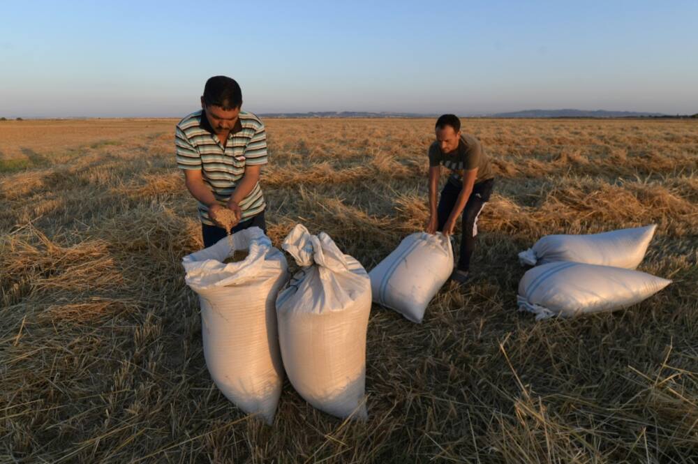 Tunisia's wheat production has suffered from years of drought and a decade of political instability, with 10 governments since the country's 2011 revolution