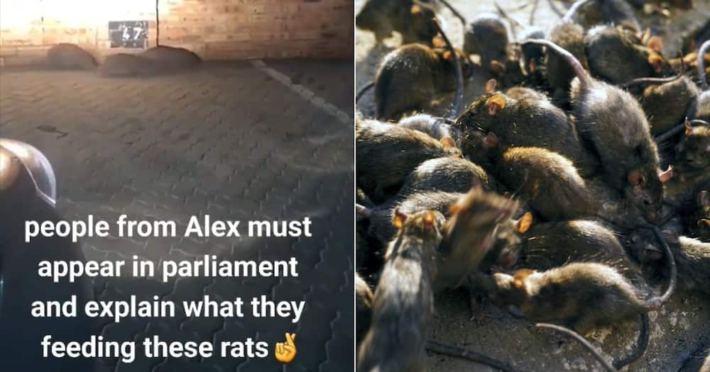Alexandra township rat problem goes TikTok viral