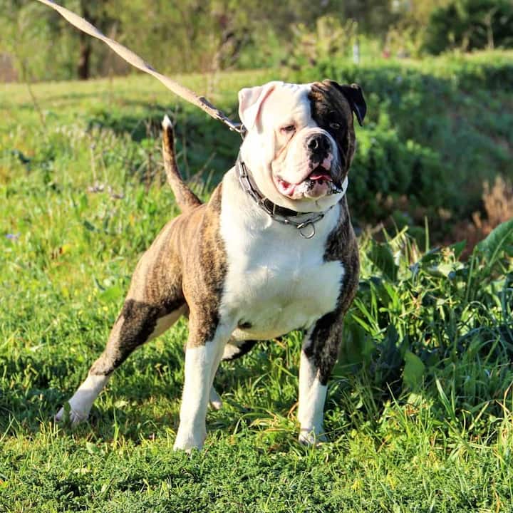 25 most dangerous dogs in South Africa (breeds with photos) - Briefly.co.za