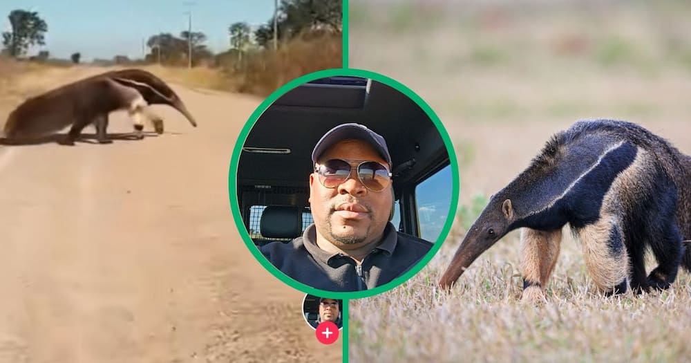 Netizens Joke Over Anteater’s Identity in Viral TikTok Video with ...