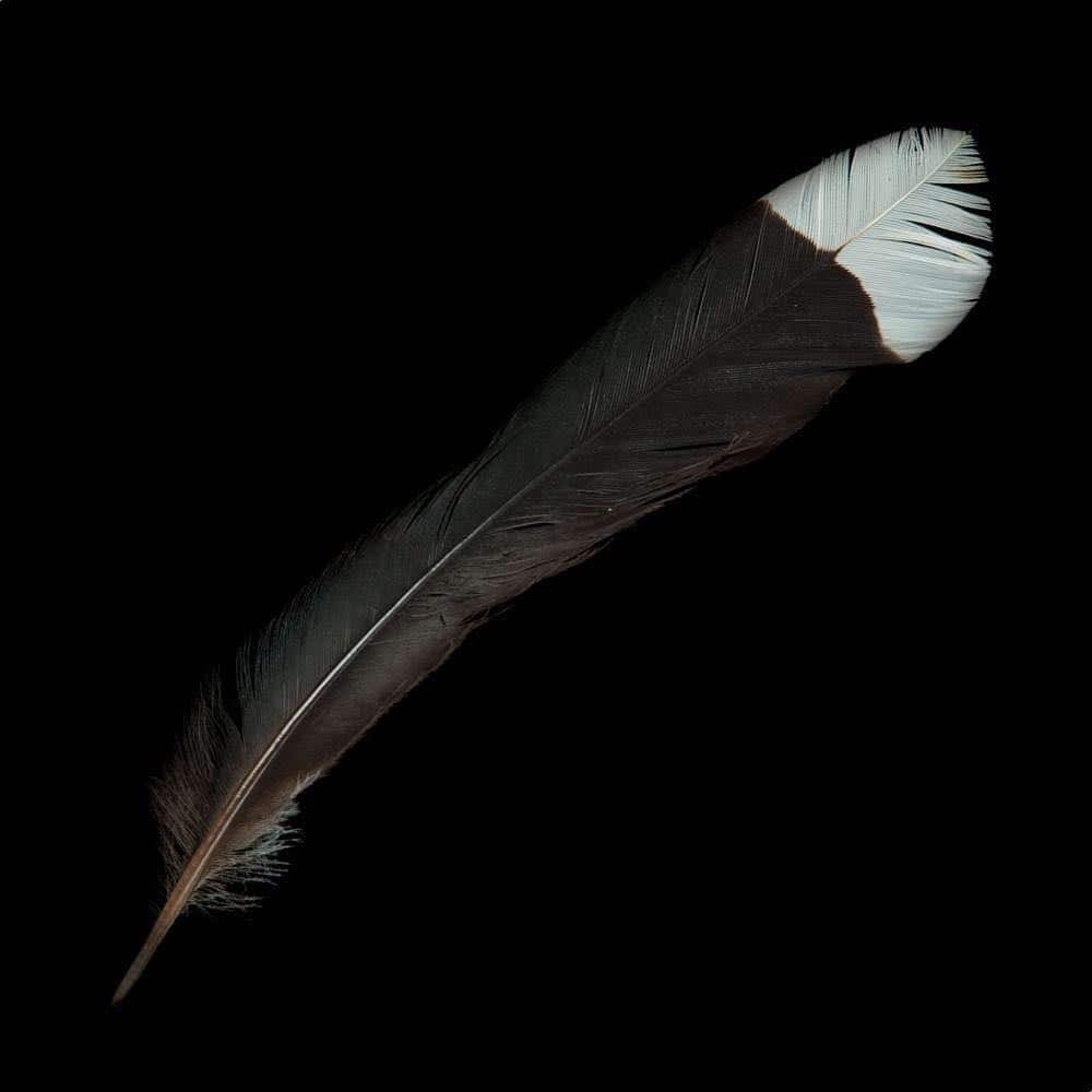 The feather of the Huia Bird