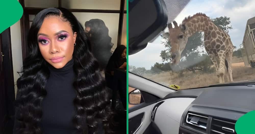 A woman named Ayisha Mthembu filmed a close encounter with a giraffe while on a safari