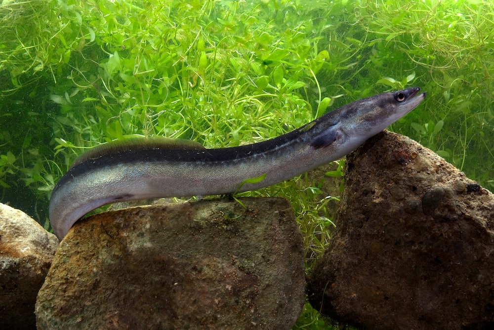 European eel in a river Anguilla Anguilla.