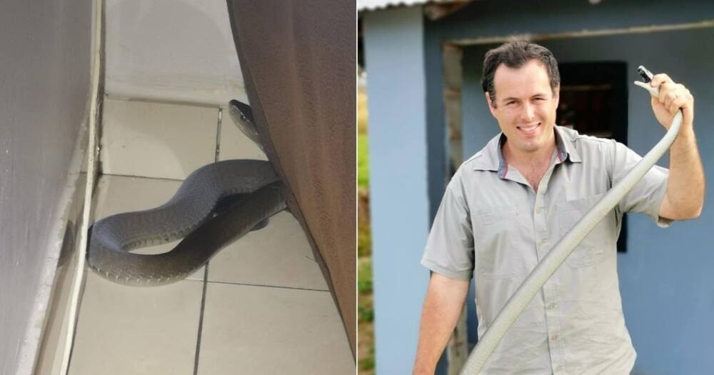 Massive 2.3m Black Mamba, Durban, Nick Evans, South Africa