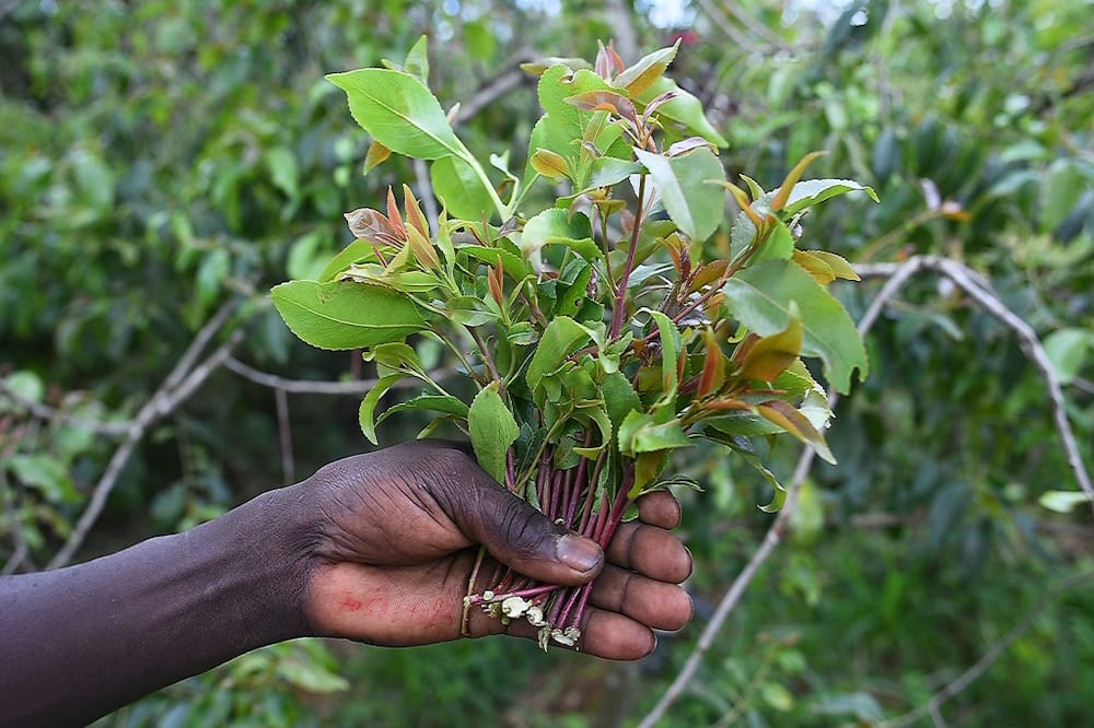 The leaves and stems of the khat plant, also known as miraa, are a popular stimulant and appetite suppressant