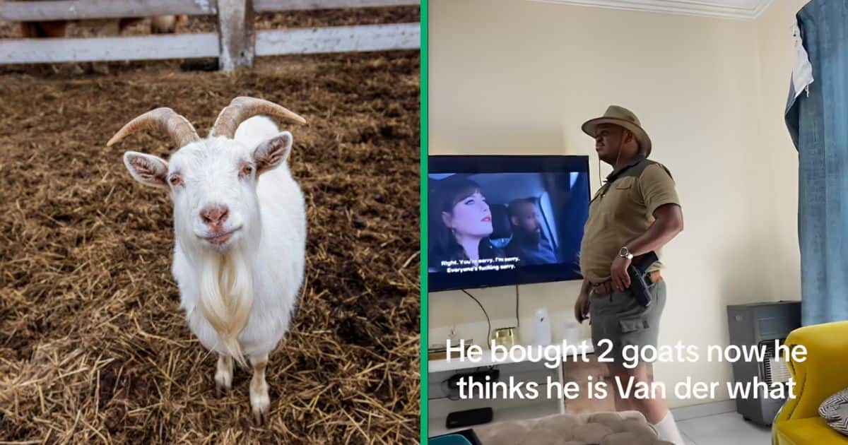 Lol: Man trends on TikTok after wearing khaki because he bought two goats