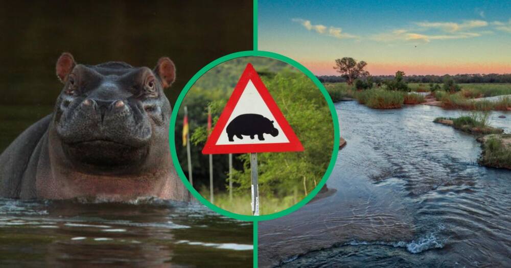 Hippo attacks SANParks manager at Kruger National Park
