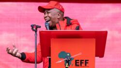 EFF Leader Julius Malema says the party will have to "kiss frogs" to find a coalition to get ahead politically