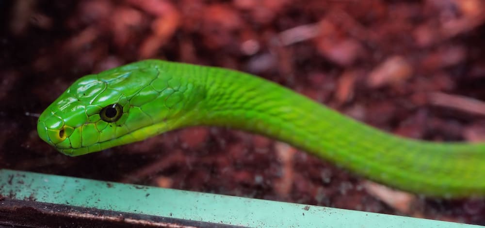 Snakes of South Africa identification