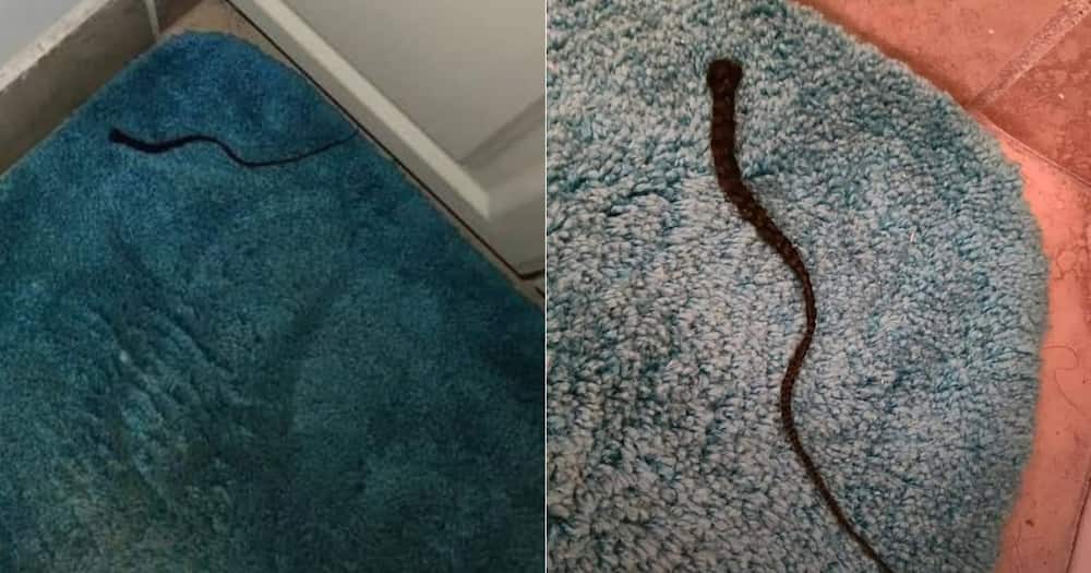 Man scared awake by wife’s braid, snake, social media