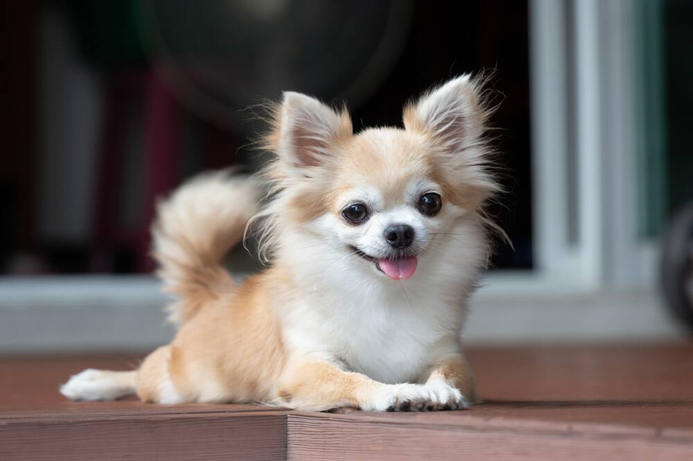 A brown Chihuahua sitting on the floor